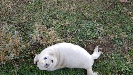 Get Up Close To Newborn Baby Seals At Donna Nook